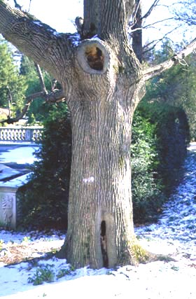 decay caused by large cut on tree