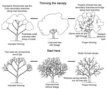 thinning the canopy illustration