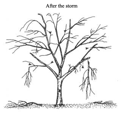 after storm illustration
