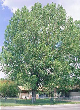 common tree shape