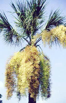 over pruned palm
