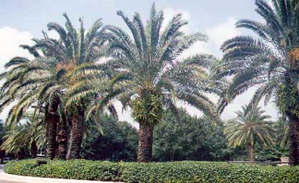 canary island date palms