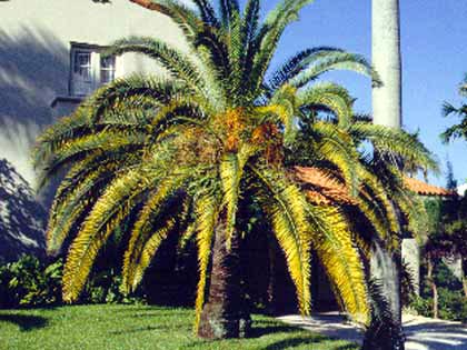 canary island date palm with yellow fronds