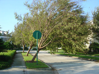 leaning elm tree