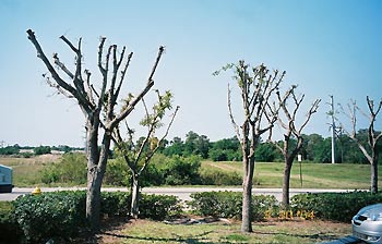 topped tree