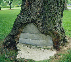 tree cavity filled with concrete