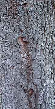 cracks in tree bark