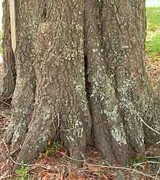 normal swelling in tree