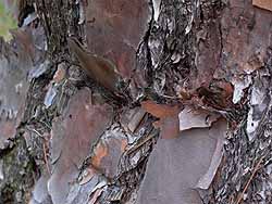 transverse crack in bark