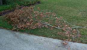 dead branch on ground