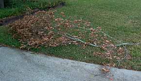 dead branch caused by squirrels