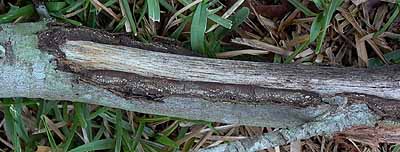 stripped branch caused by squirrels