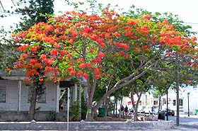 flowering tree