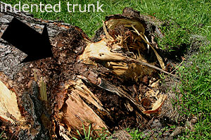 Indented trunk and poor roots