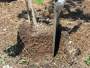 maple roots on outer edge of root ball