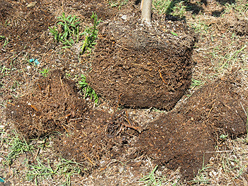 outer edge of root ball removed