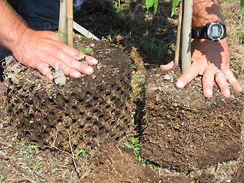 shaved root ball is smaller