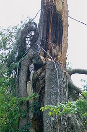 failed oak tree wiht larged decayed cavity