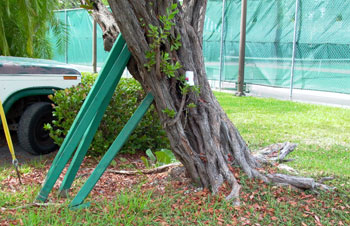 most of the canopy is at the top left of this tree