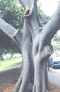 pruned tree