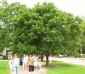 people walking by a large tree