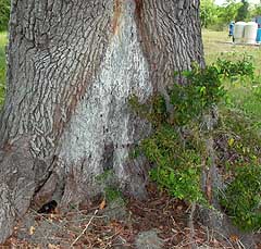 injury in base of tree can start a decline in tree health