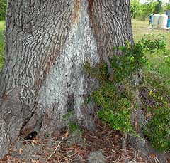 Patching Tree Hole: Fixing A Tree With A Hollow Trunk Or Hole In