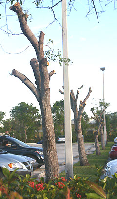 damaged topped tree