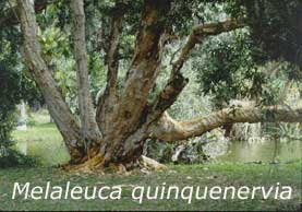 melaleuca is an invasive tree
