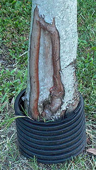 trunk showing decay