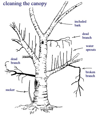 Drendels-treeservice