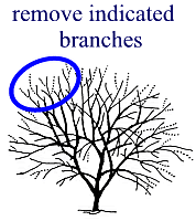 remove indicated branches illustration
