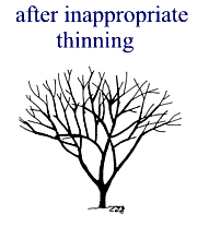after inappropriate thinning illustration