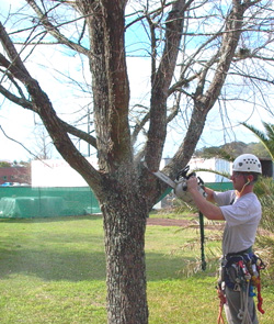 arborist working on tree