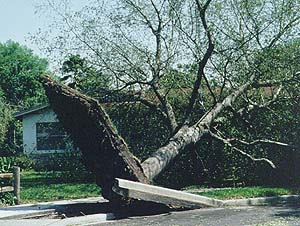 tree tipped over
