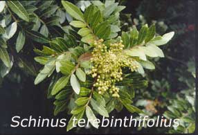 schinus terebintifolius