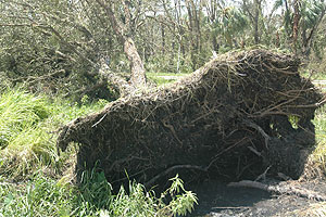 fallen tree