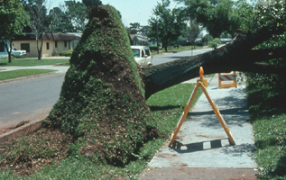 fallen tree