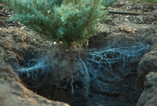 new roots form in loose topsoil
