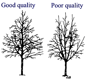 branch structure illustration