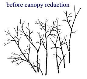 before canoy reduction