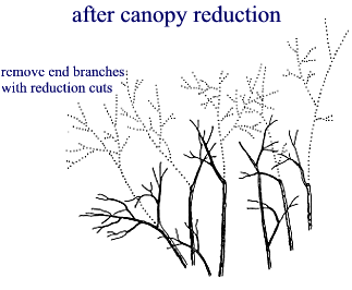 after canopy reduction