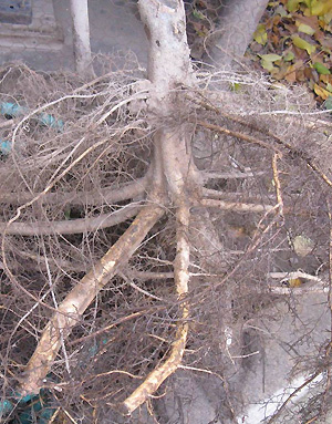 double set of adventitious roots