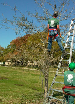 arborist pruning tree