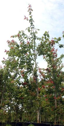 tree after pruning