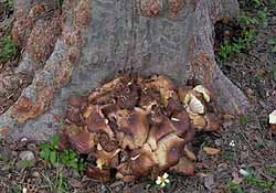 Armillaria fungi