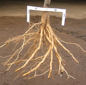 roots growing down and laterally from cut tap root