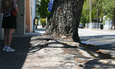 tree with asphalt around the base