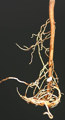 circling mahogany root