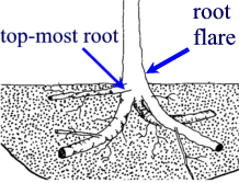 root flare